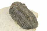 Excellent Phacopid (Morocops) Trilobite - Morocco #253695-4